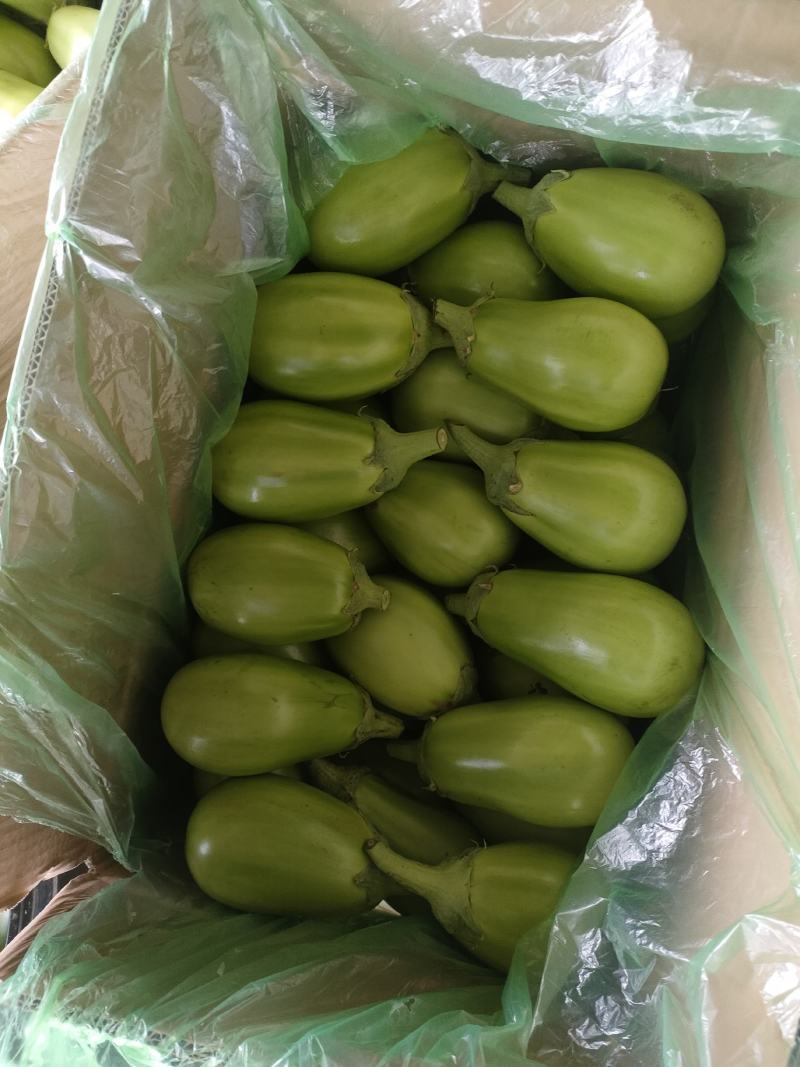 新苗青茄大量上市中产地直发大量供应欢迎咨询