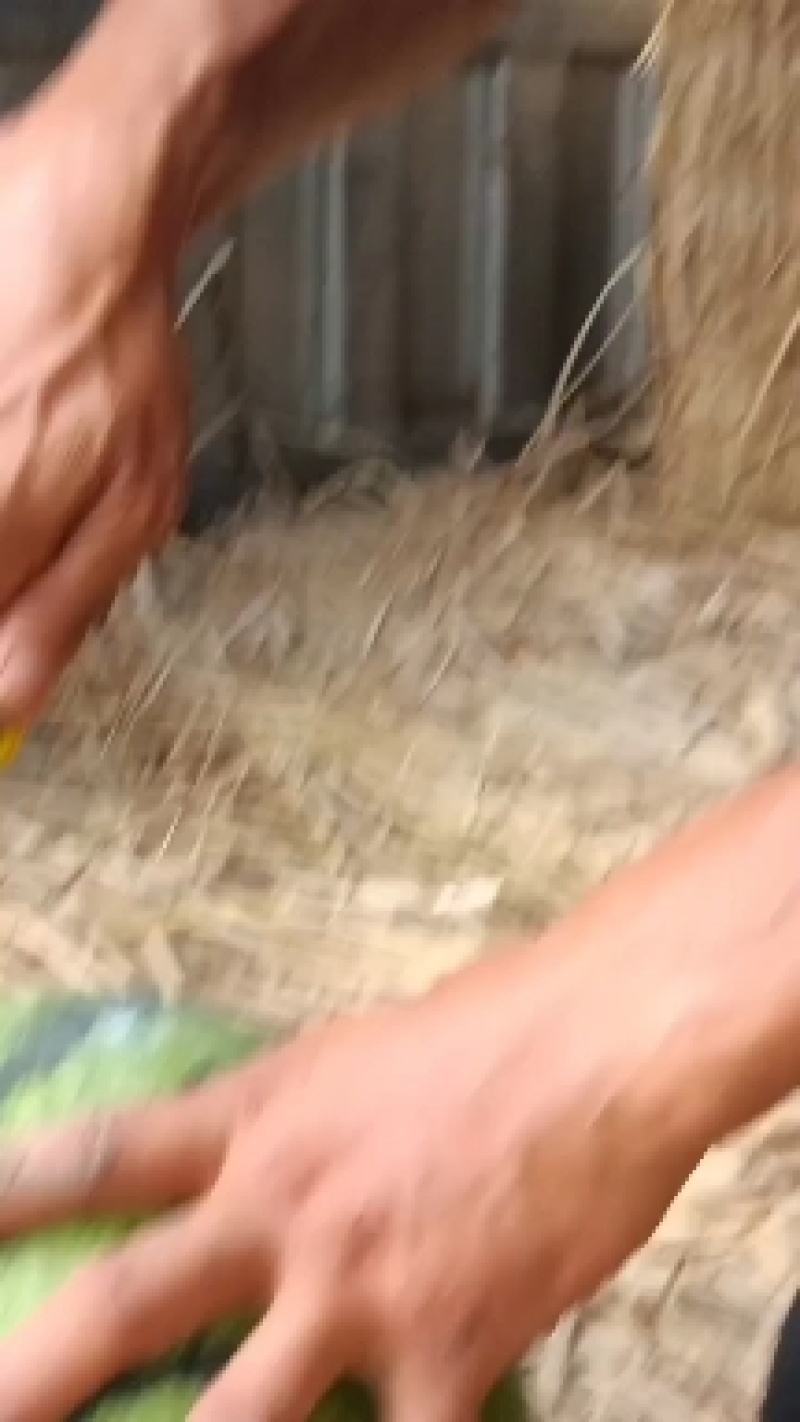精品甜霸王西瓜价格便宜了！欢迎新朋友前来看货选购！