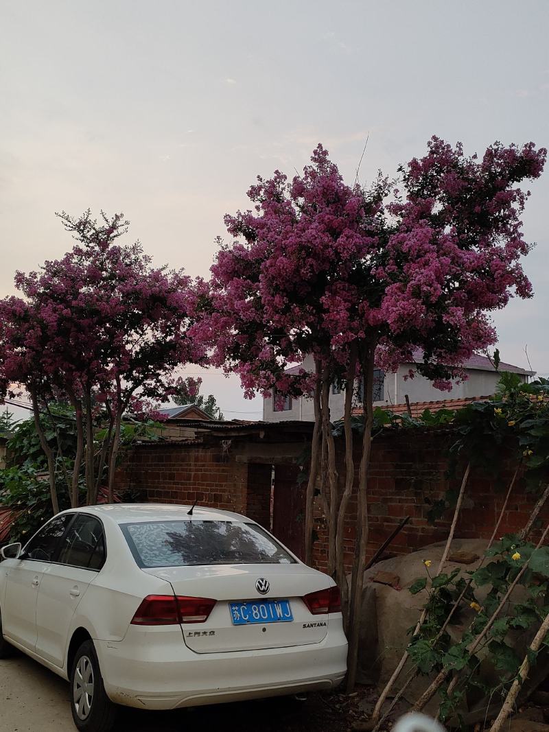 大规格丛生紫薇有意出售，70年树龄，树型优美