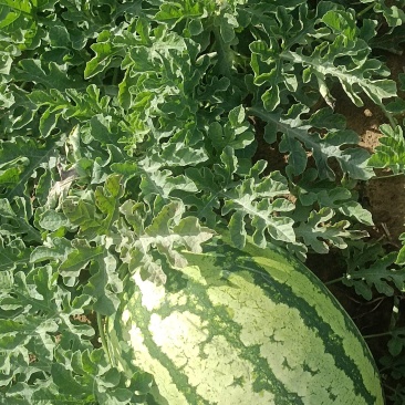 精品金城5号，大量上市，产地直销，一午货源