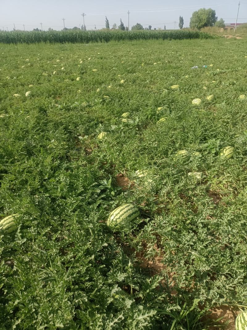 精品金城5号，大量上市，产地直销，一午货源