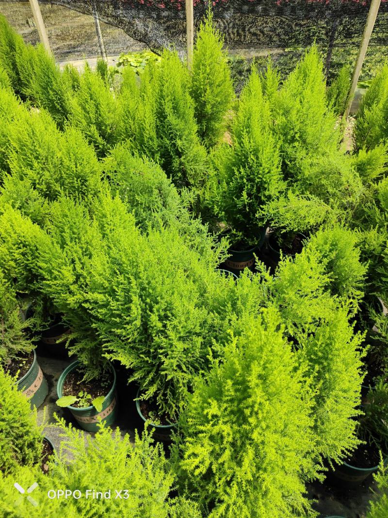 香松140苗。加仑盆苗