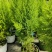 香松140苗。加仑盆苗
