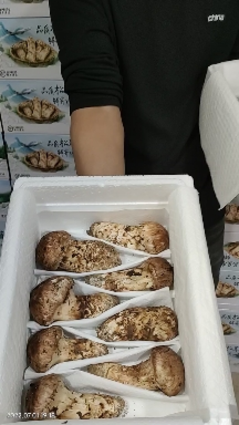香格里拉新鲜松茸9-12cm产地批发一件代发顺丰包邮
