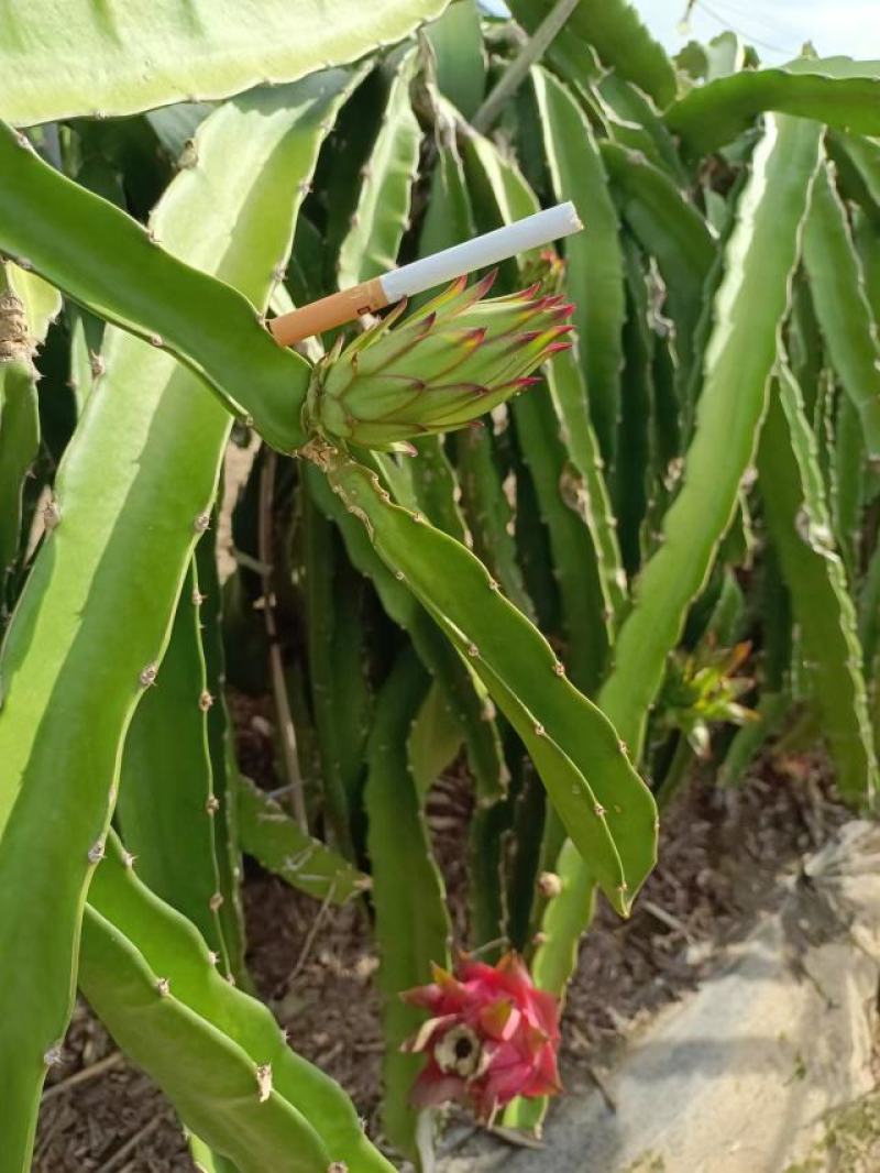 新鲜霸王花，现采现发，一手货源，有质有量，欢迎大家来采购