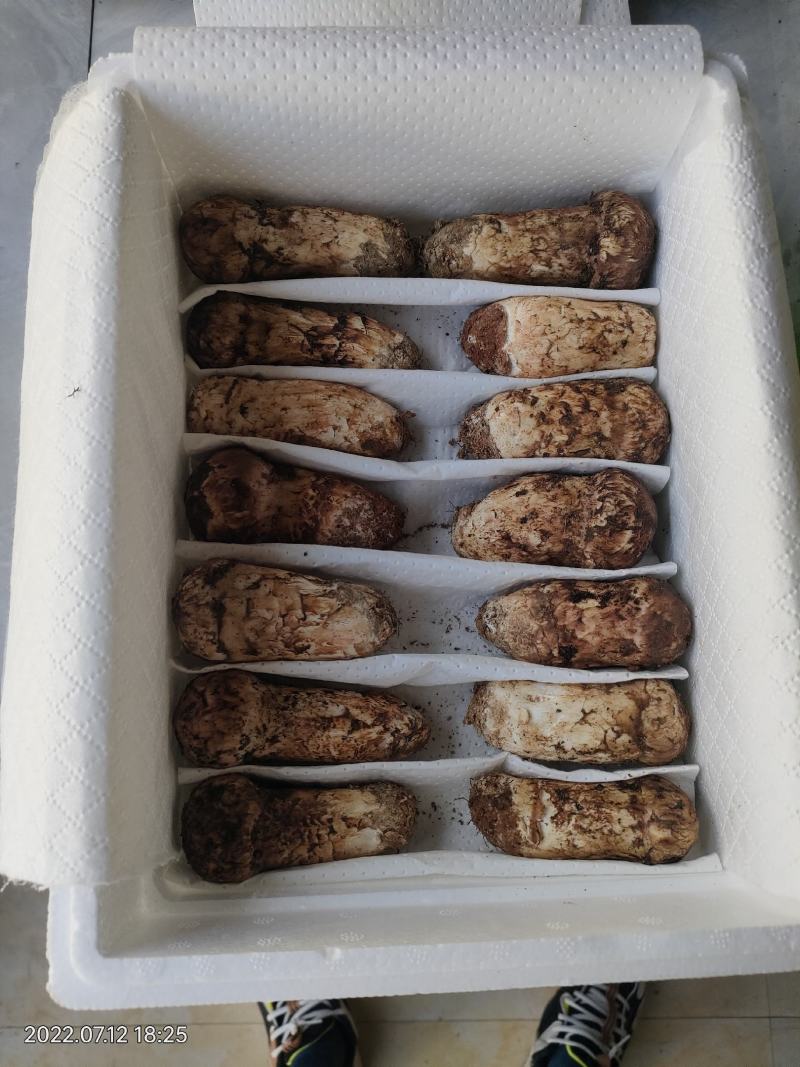 香格里拉新鲜松茸7-9cm产地一件代发批发顺丰包邮