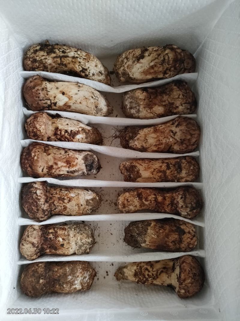 香格里拉新鲜松茸7-9cm产地一件代发批发顺丰包邮
