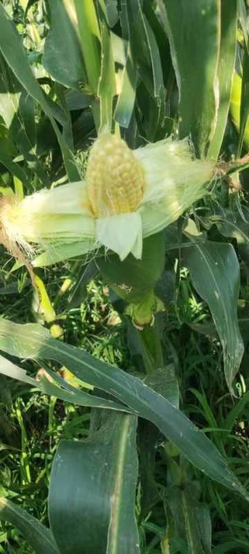 大黄518先锋甜水果玉米大黄水果玉米
