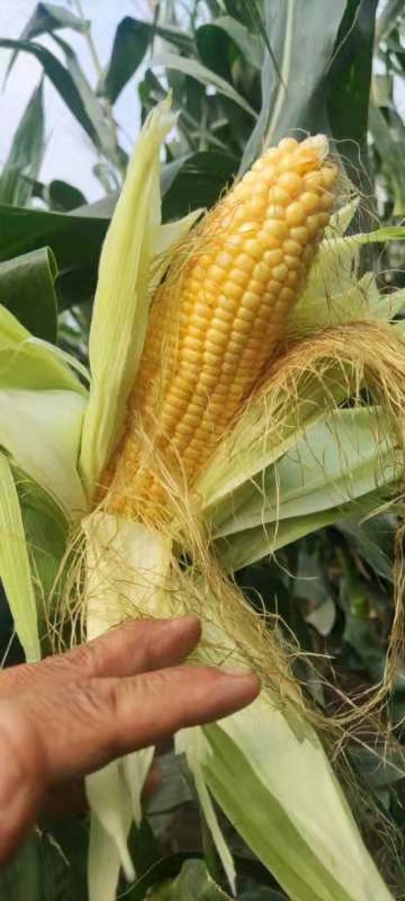 大黄518先锋甜水果玉米大黄水果玉米