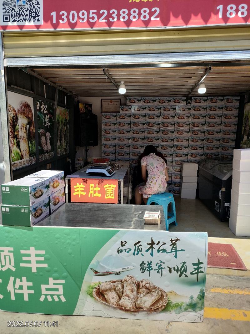 香格里拉新鲜松茸3-5cm产地一件代发批发包邮