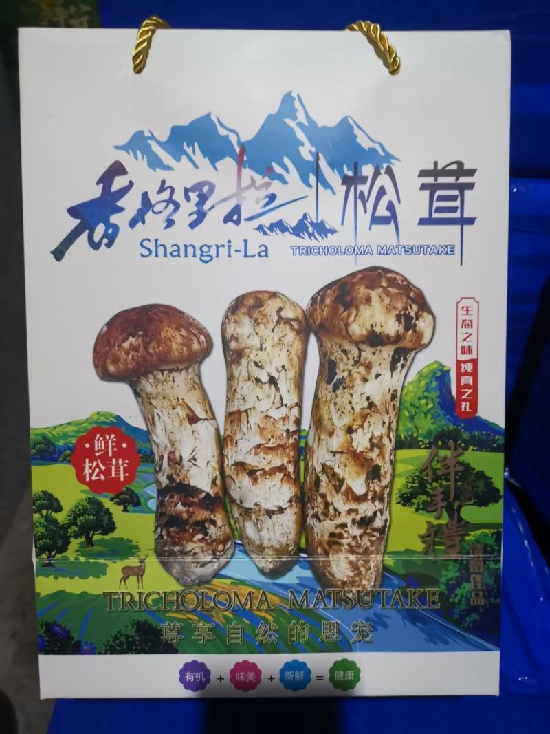 香格里拉新鲜松茸9-12cm产地批发一件代发顺丰包邮