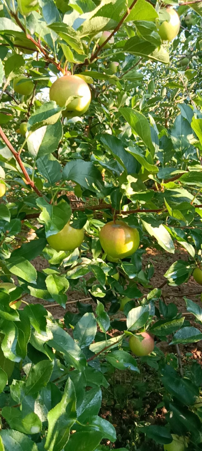 四川凉山盐源县。早熟苹果红嘎啦。暂时半个月左右大量上市。