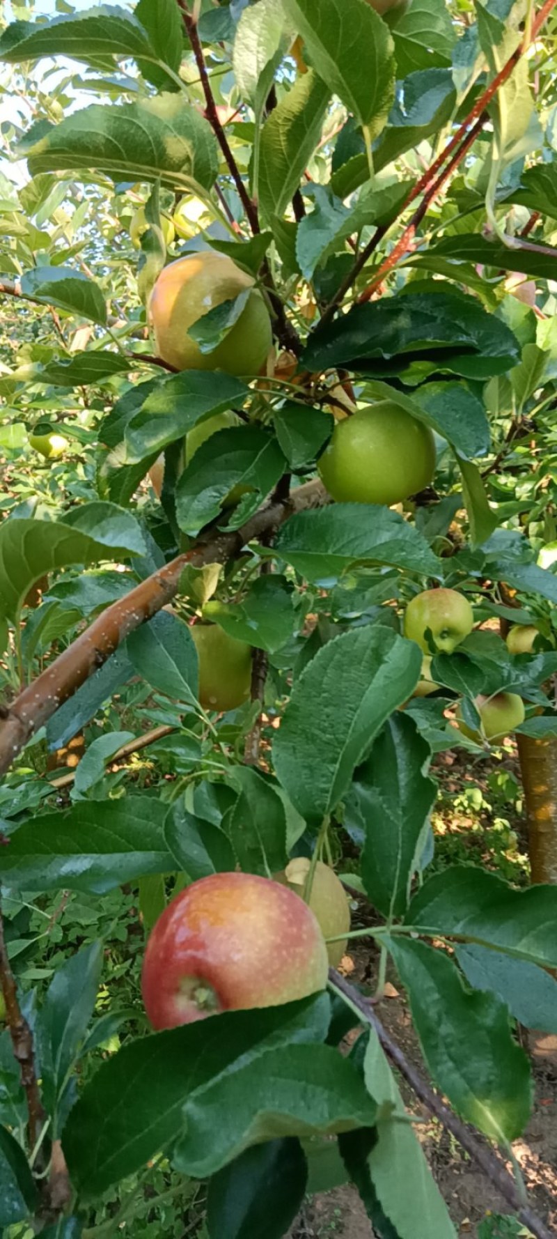 四川凉山盐源县。早熟苹果红嘎啦。暂时半个月左右大量上市。