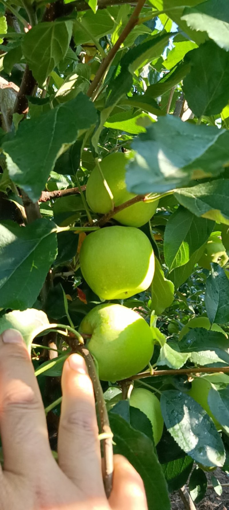 四川凉山盐源县。早熟苹果红嘎啦。暂时半个月左右大量上市。