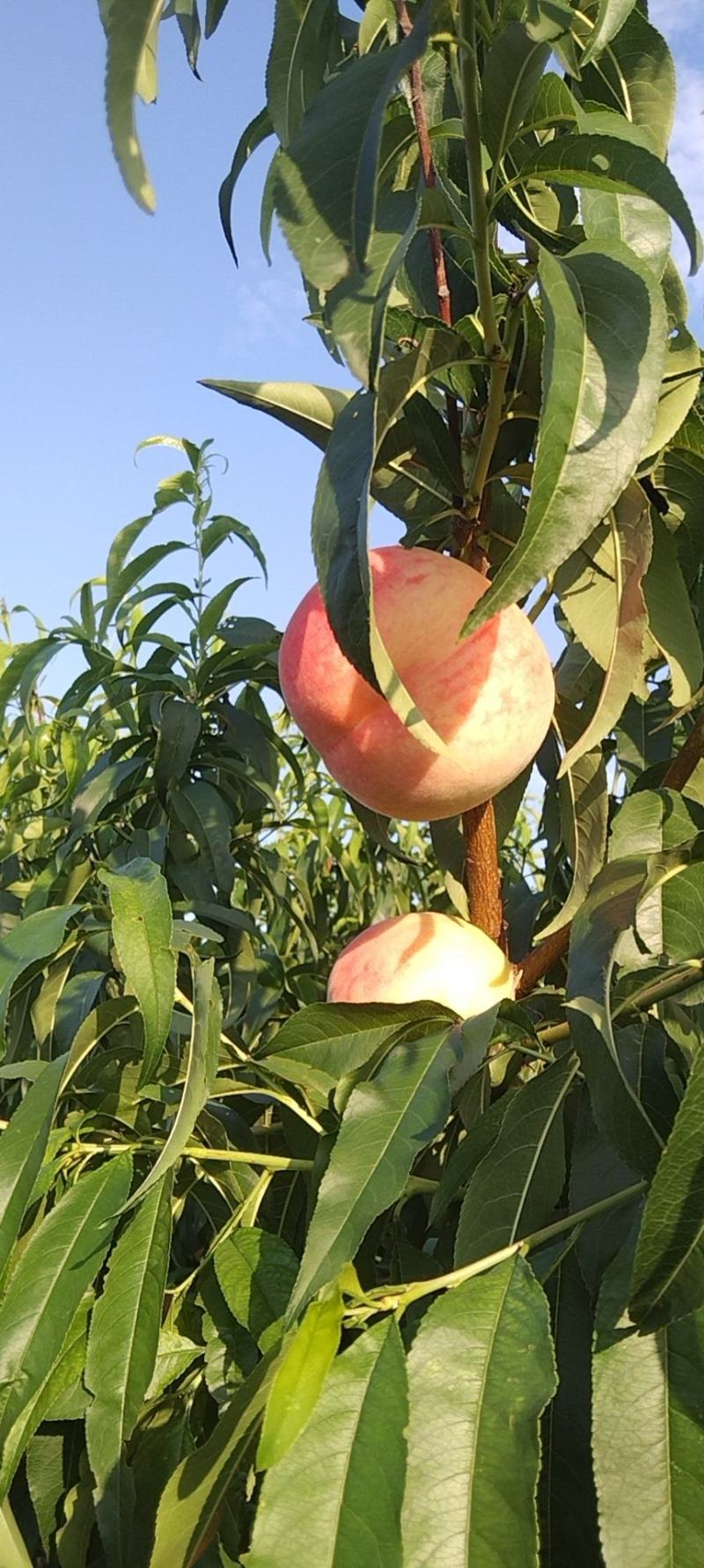 大久宝