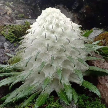 海拔四千以上的雪山正宗雪莲花