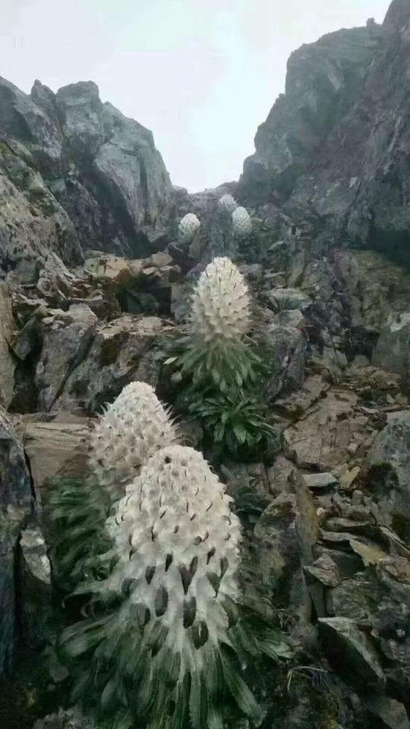 海拔四千以上的雪山正宗雪莲花