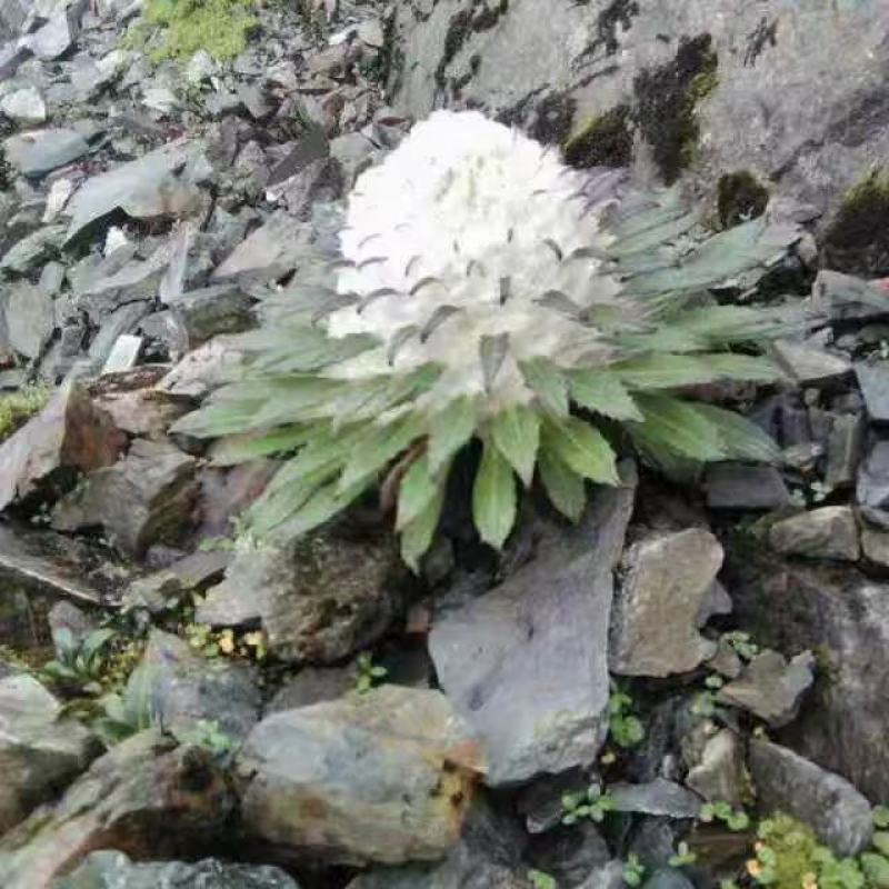 海拔四千以上的雪山正宗雪莲花
