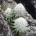 海拔四千以上的雪山正宗雪莲花