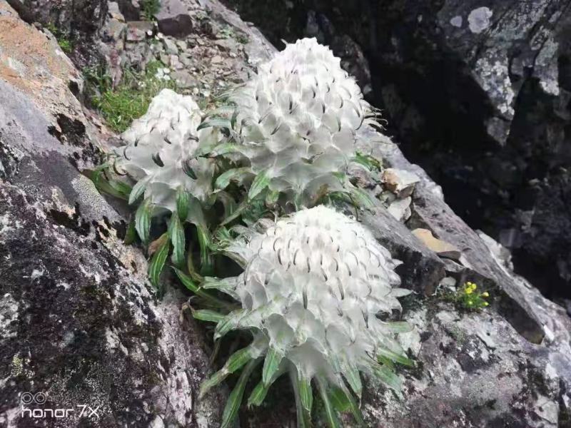 海拔四千以上的雪山正宗雪莲花