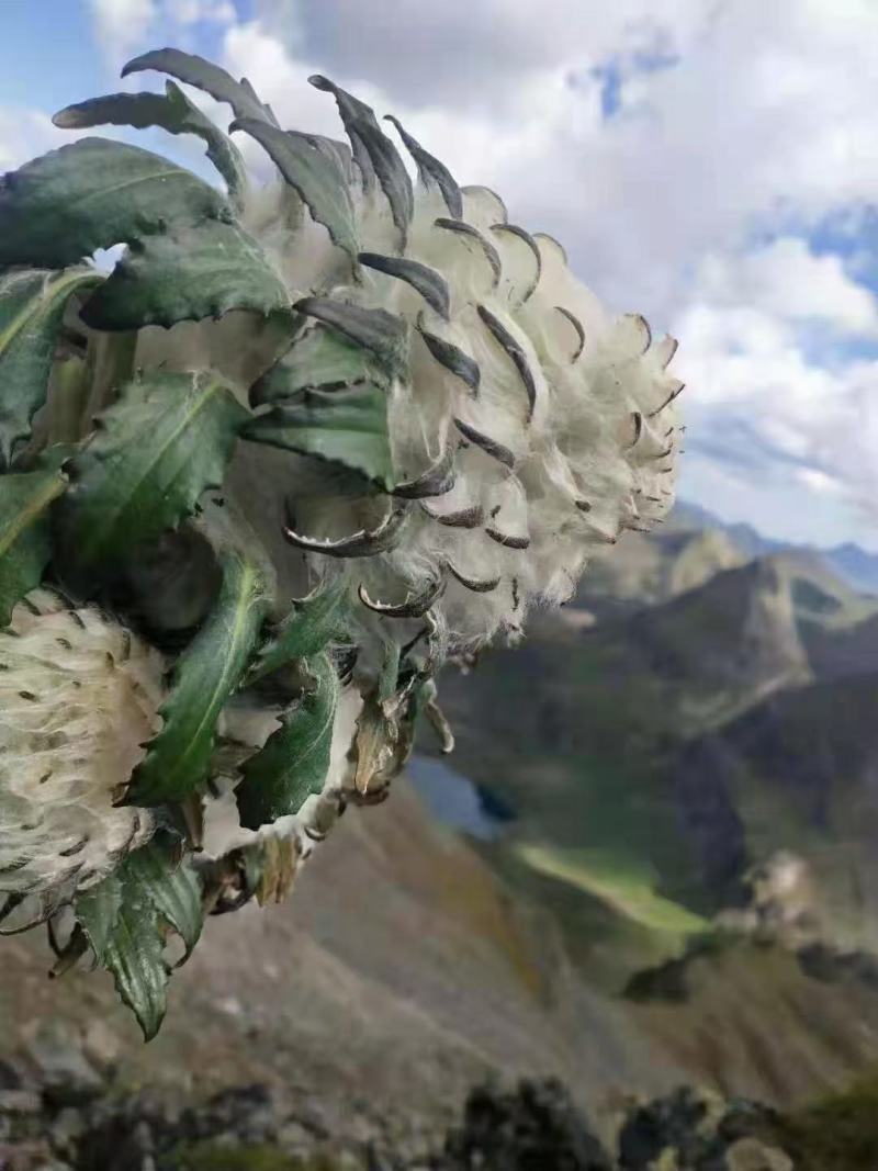 海拔四千以上的雪山正宗雪莲花