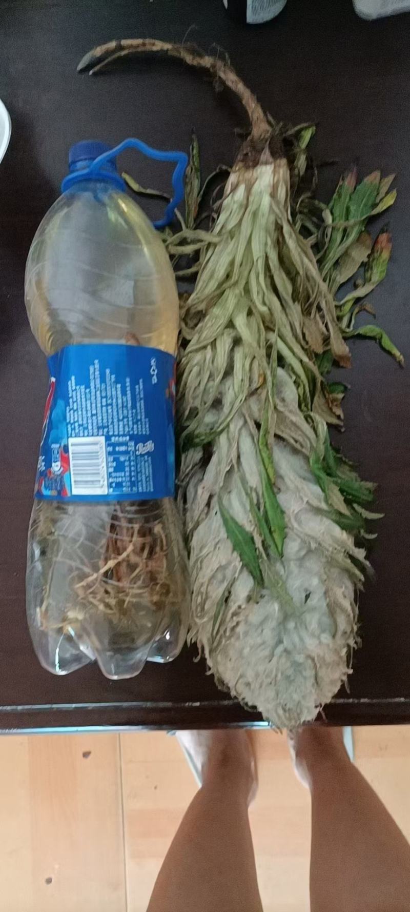 海拔四千以上的雪山正宗雪莲花