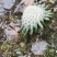 海拔四千以上的雪山正宗雪莲花
