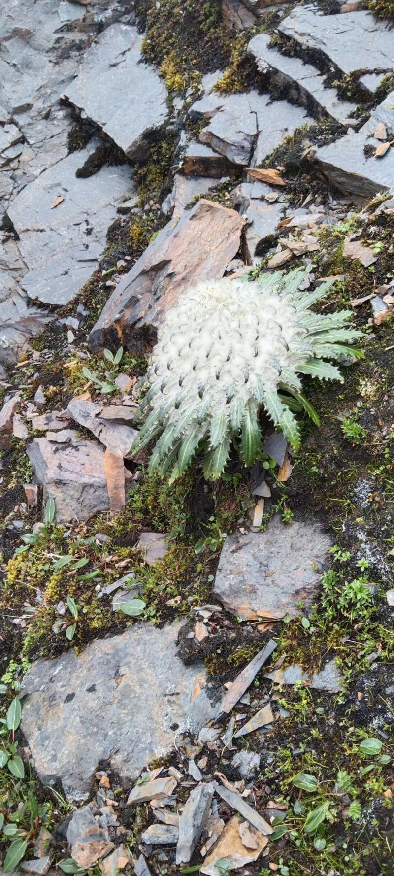 海拔四千以上的雪山正宗雪莲花