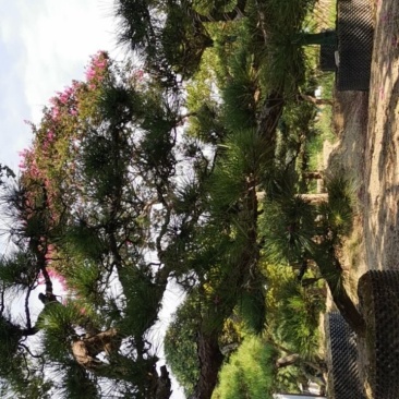 临水造型黑松