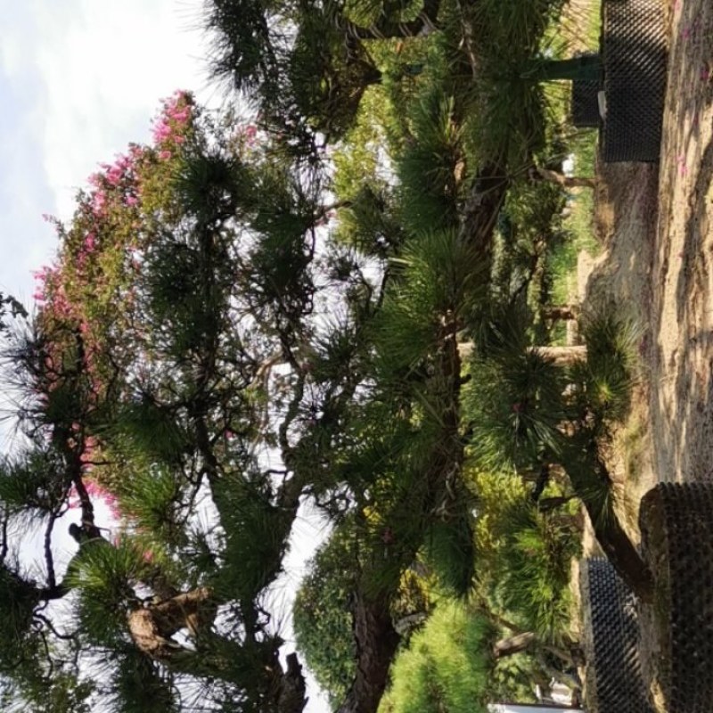 临水造型黑松
