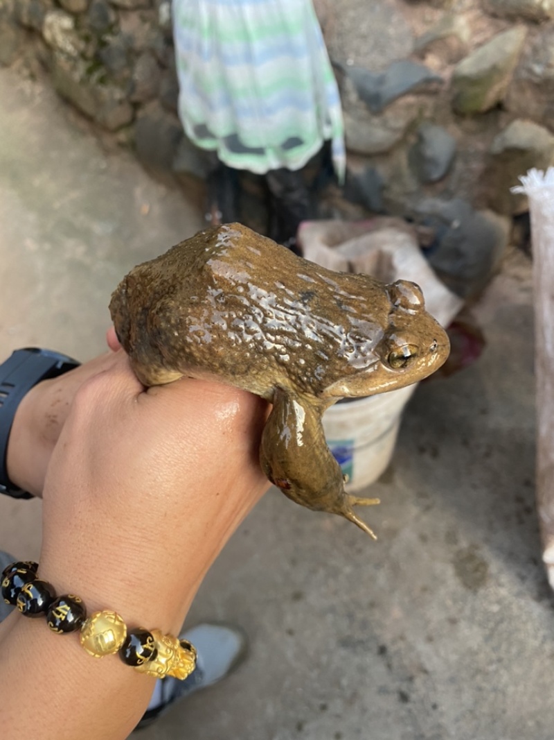只有品种是呀，