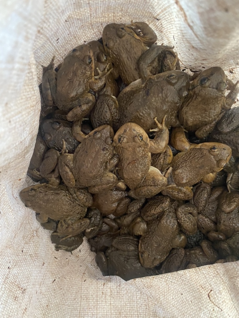 只有品种是呀，