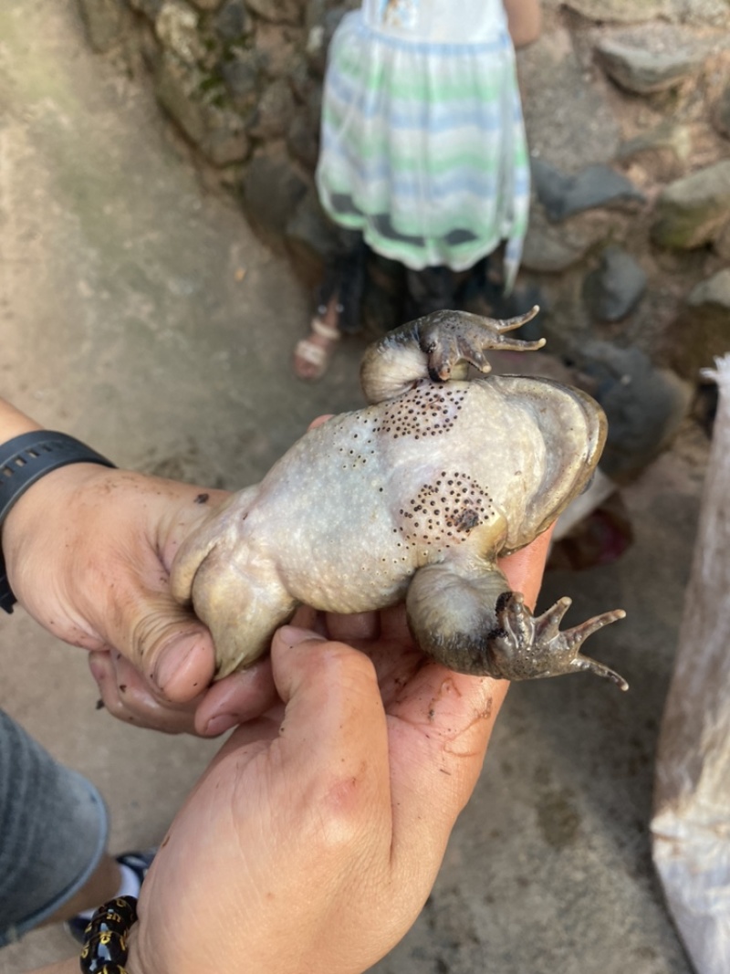 只有品种是呀，
