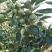 陕西大荔七月黄柿子大量上市中，欢迎各位老板前来选购…