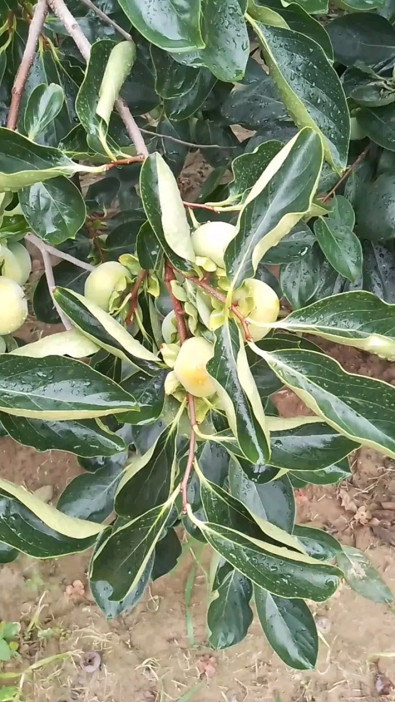 陕西大荔七月黄柿子大量上市中，欢迎各位老板前来选购…