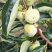陕西大荔七月黄柿子大量上市中，欢迎各位老板前来选购…