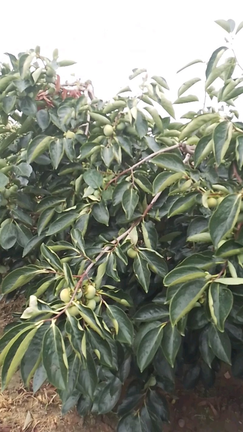 陕西大荔七月黄柿子大量上市中，欢迎各位老板前来选购…