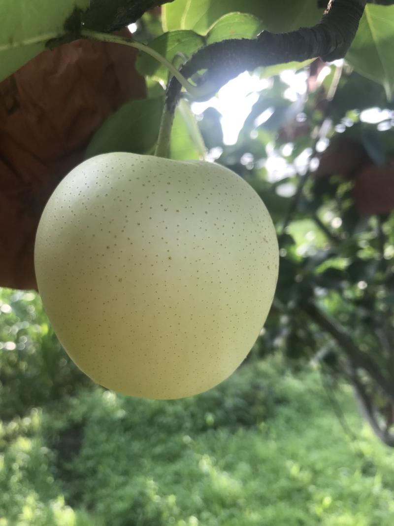 净树纸袋黄冠梨价格低，质量优，有需要的老板可以联系