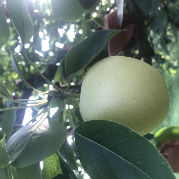净树纸袋黄冠梨价格低，质量优，有需要的老板可以联系