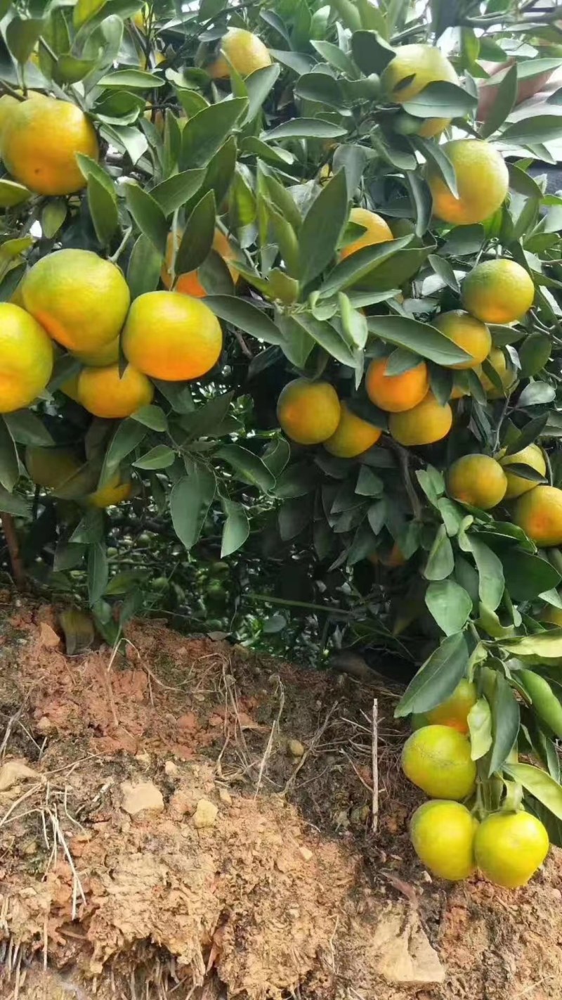 云南特早蜜橘