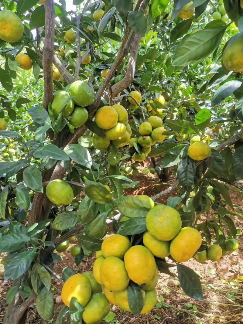 云南特早蜜橘