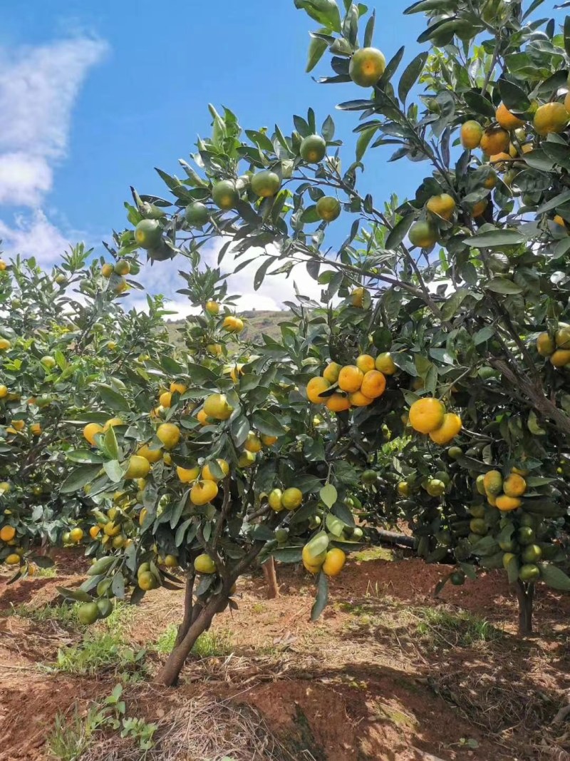 云南特早蜜橘