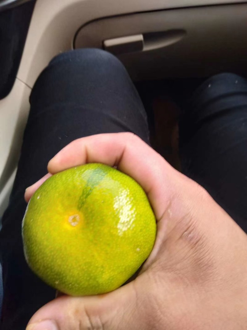 云南特早蜜橘
