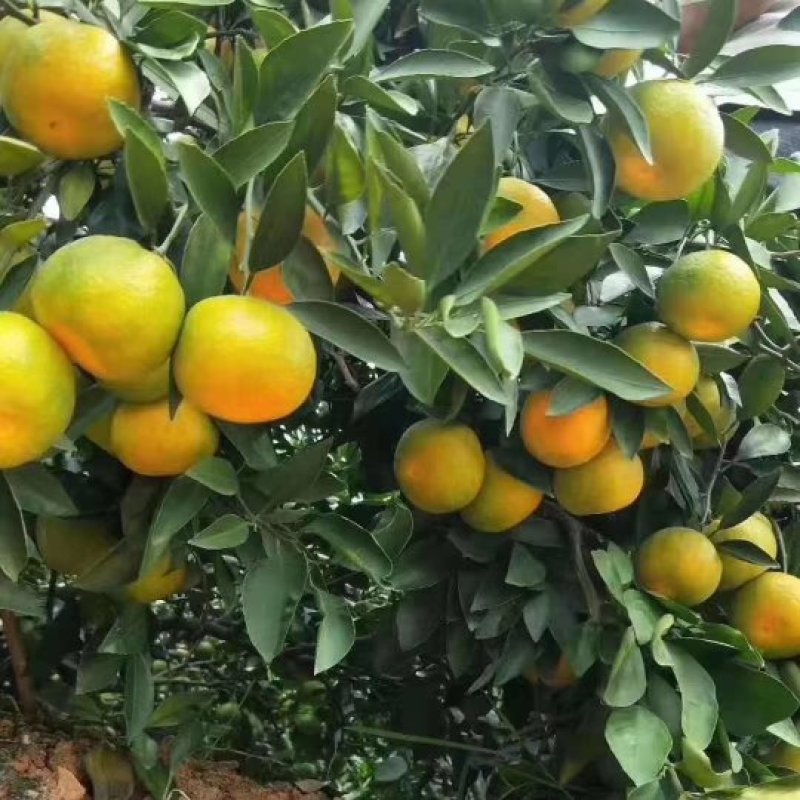 云南特早蜜橘