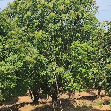 本地石楠(中华石楠)藏苗，成活率高，还迎订购。