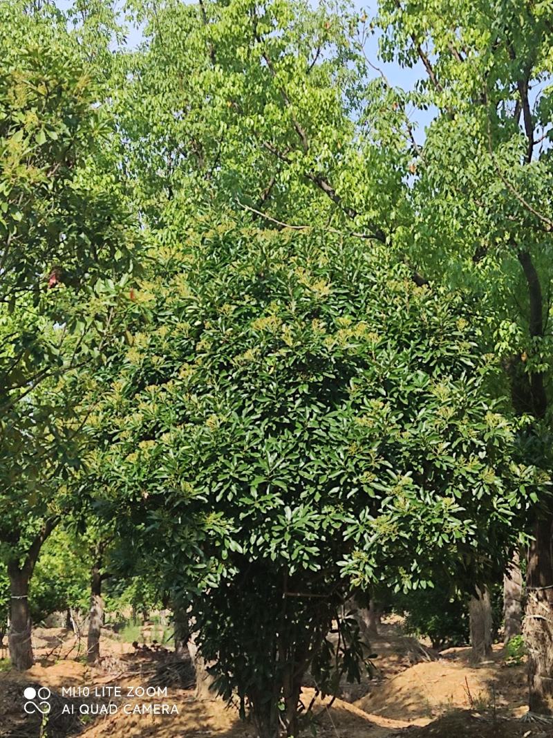 本地石楠(中华石楠)藏苗，成活率高，还迎订购。