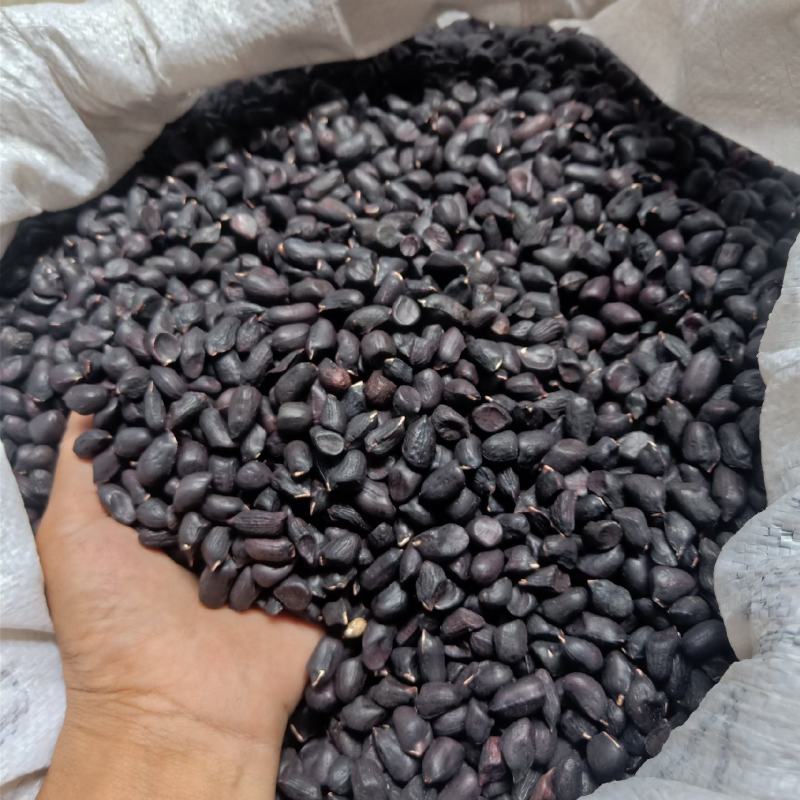 云南普洱黑花生米_
