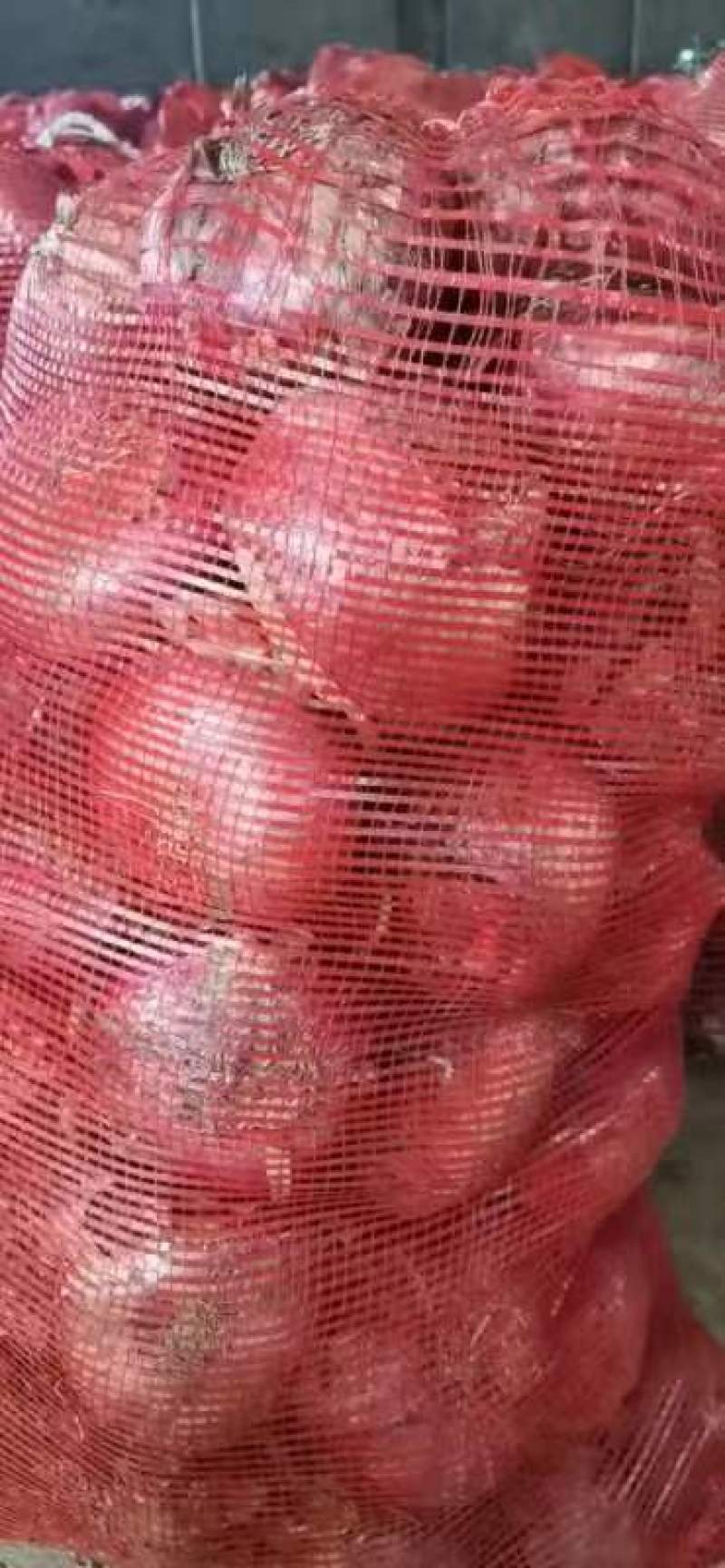 二红洋葱大量供应大量上市持续掉价中