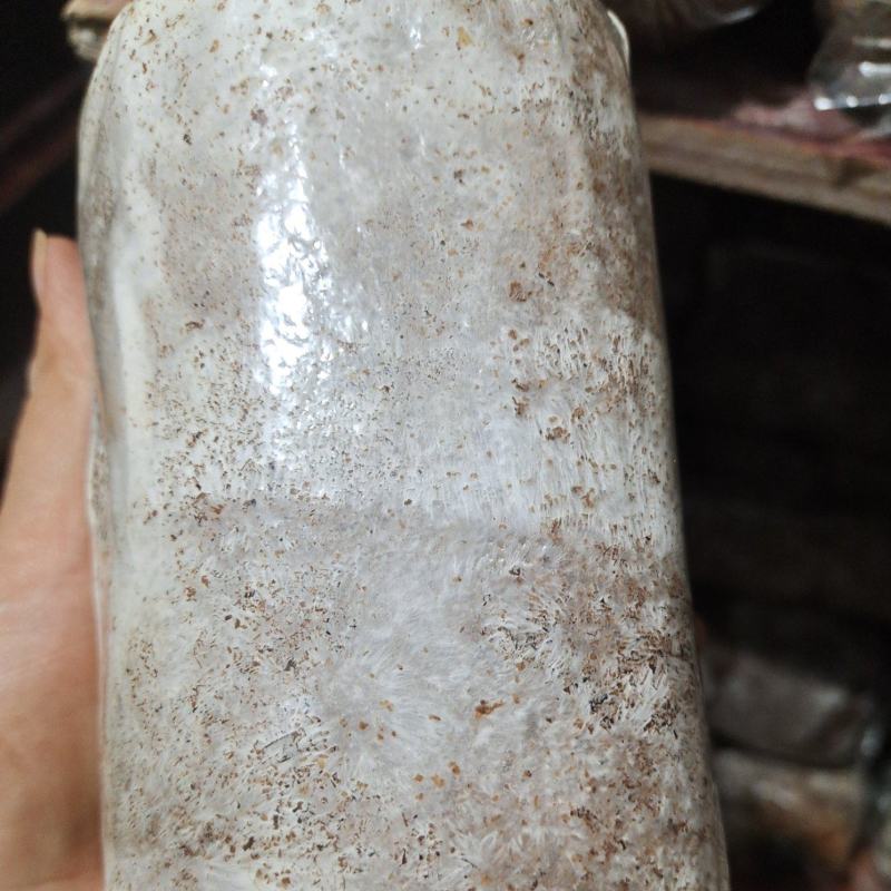 广西桂林紫灵芝菌种批发，段木木屑都能种灵芝菌种