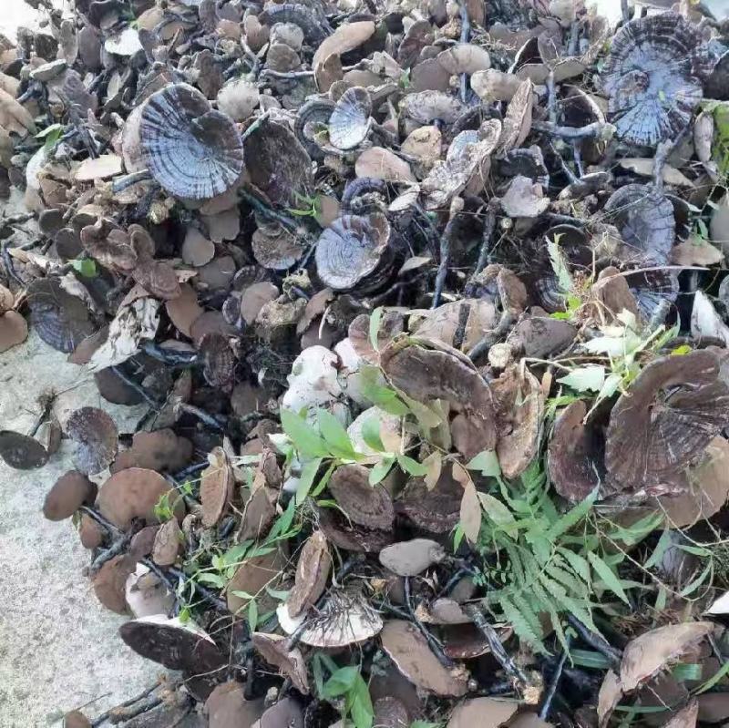 广西桂林紫灵芝菌种批发，段木木屑都能种灵芝菌种